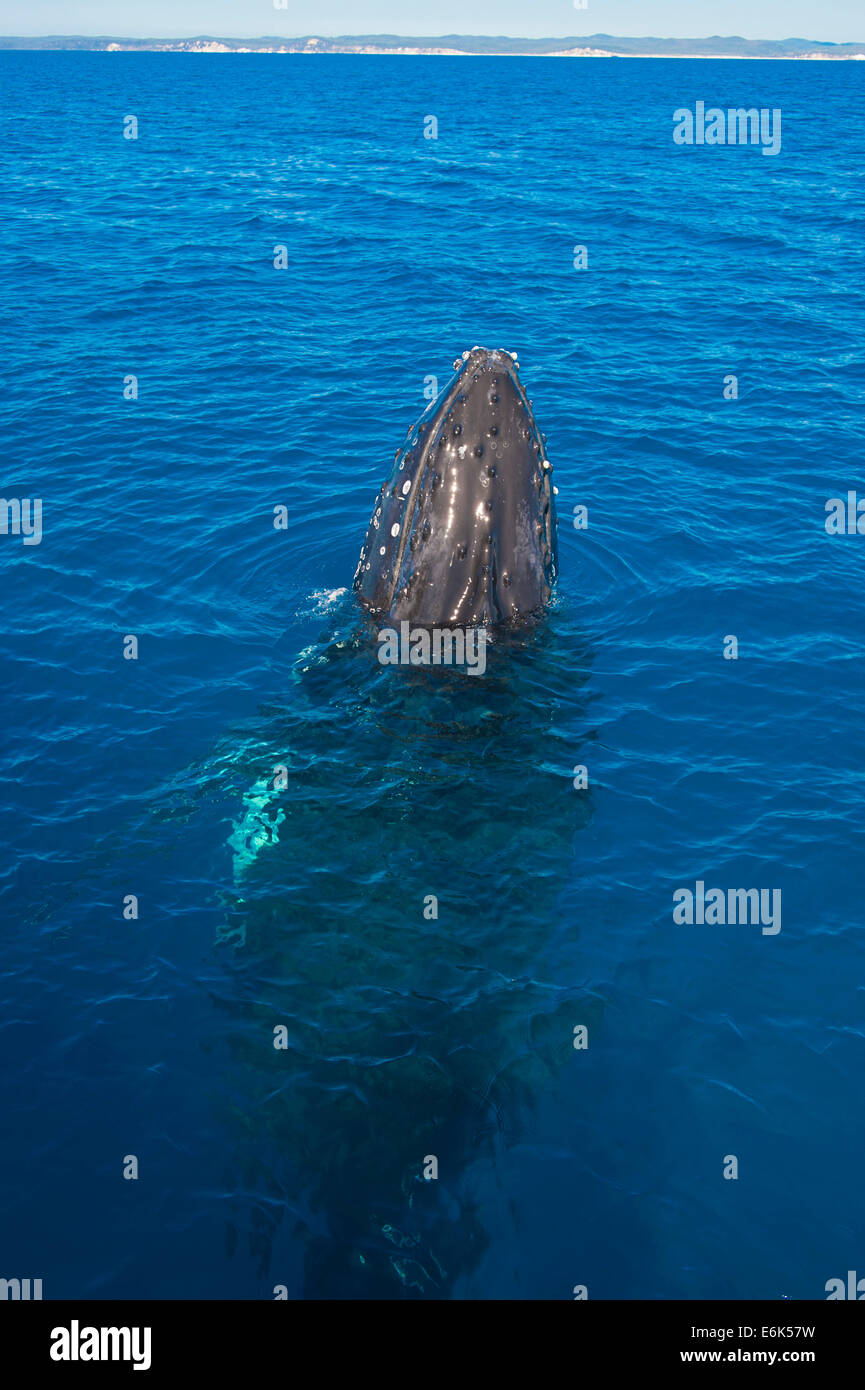La ballena jorobada (Megaptera novaeangliae), Hervey Bay, Queensland, Australia Foto de stock