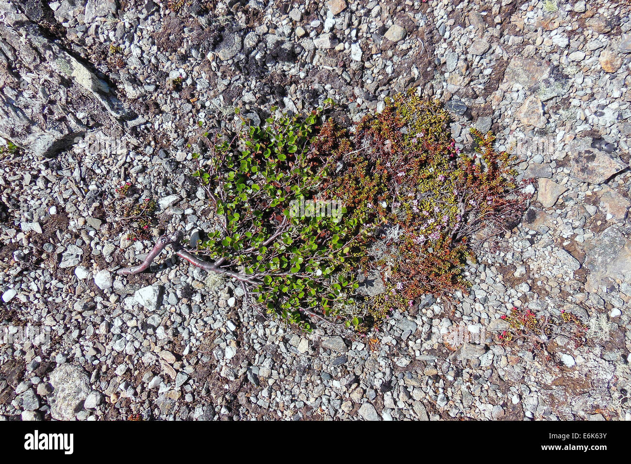 El abedul enano (Betula nana), Parque Nacional de Dovrefjell Sunndalsfjella, Noruega Foto de stock