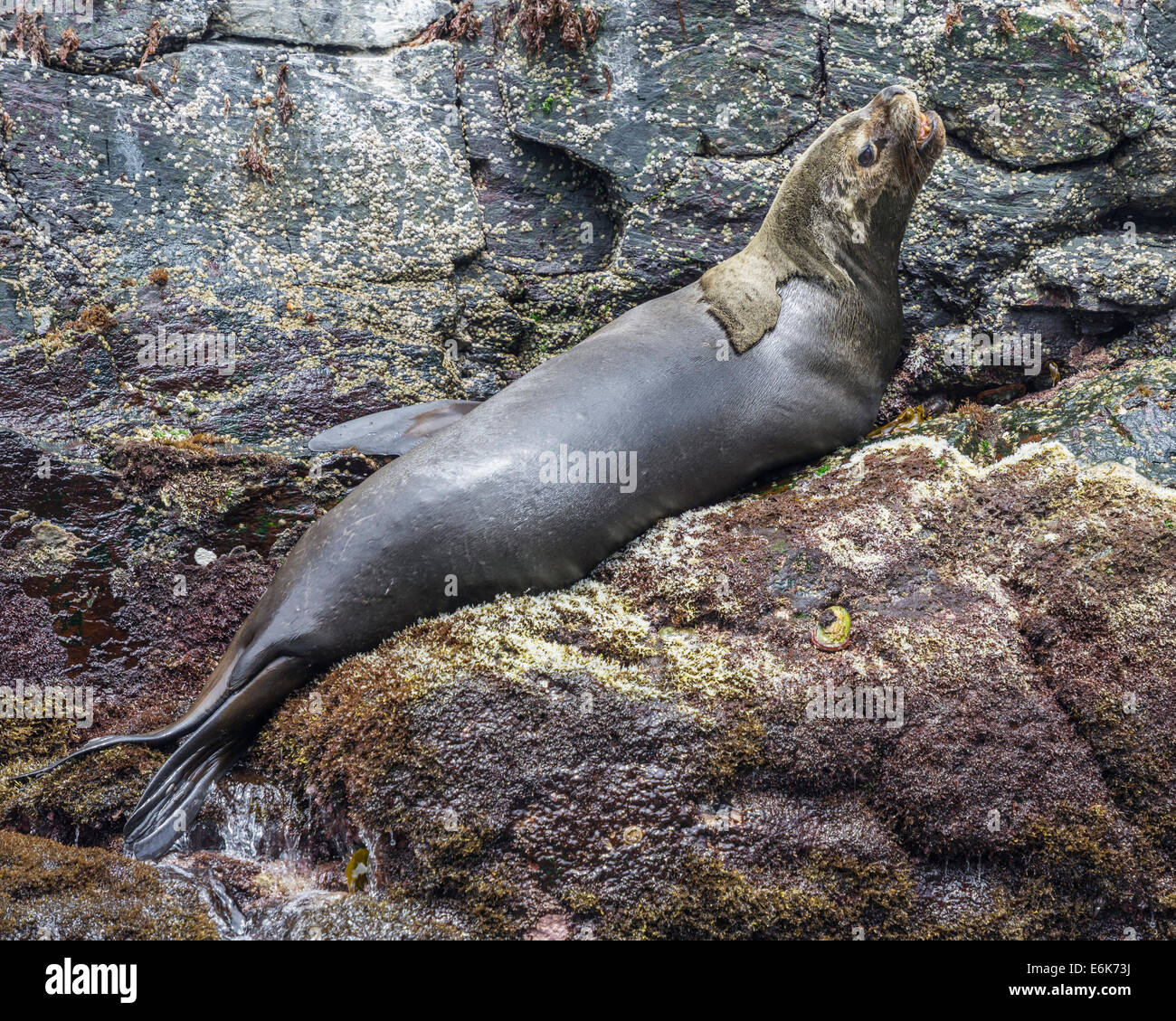 León marino sudamericano (Otaria flavescens), región de Coquimbo, Chile  Fotografía de stock - Alamy