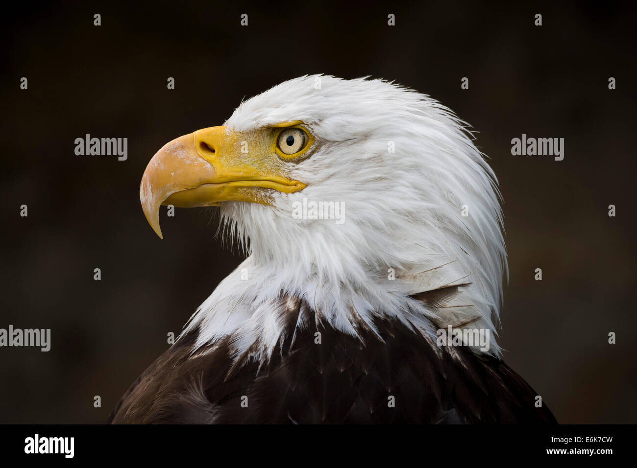 águila fotografías e imágenes de alta resolución - Alamy