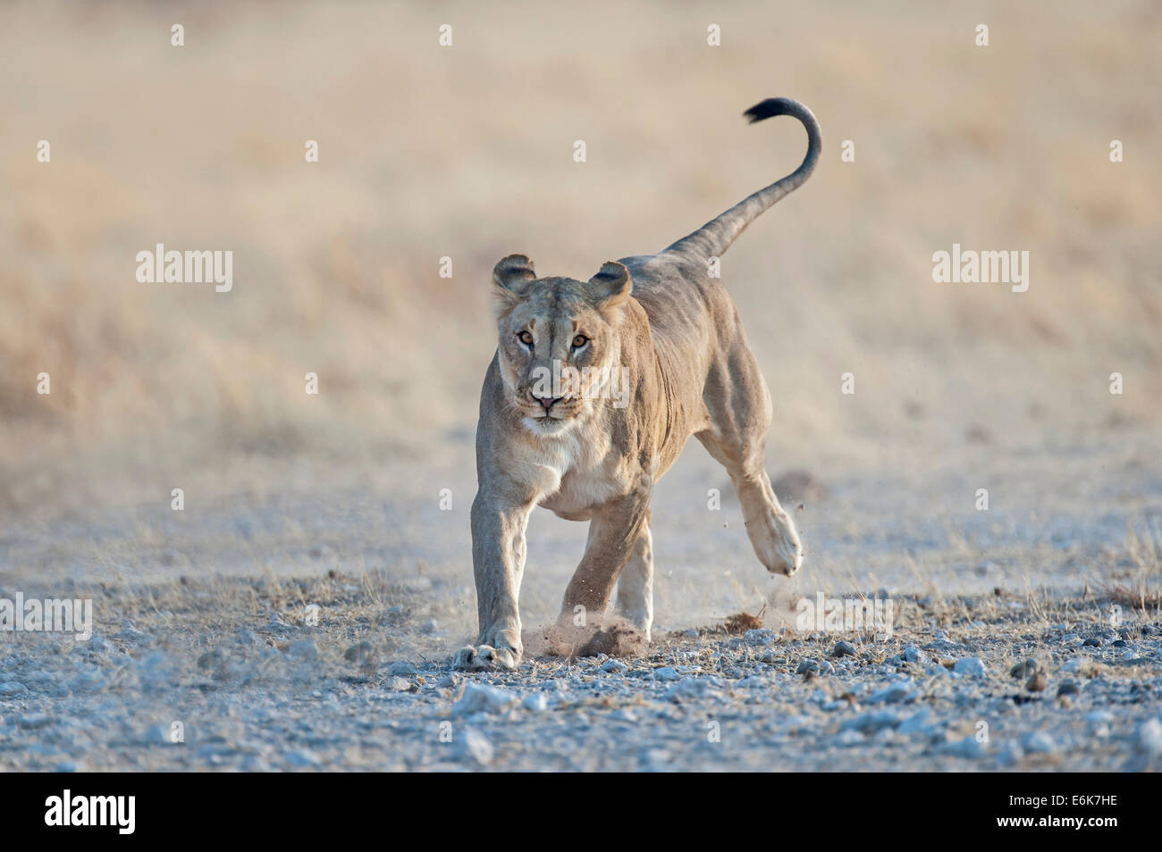 León (Panthera leo), adulto ejecutando en terreno rocoso, el Parque Nacional de Etosha, Namibia Foto de stock