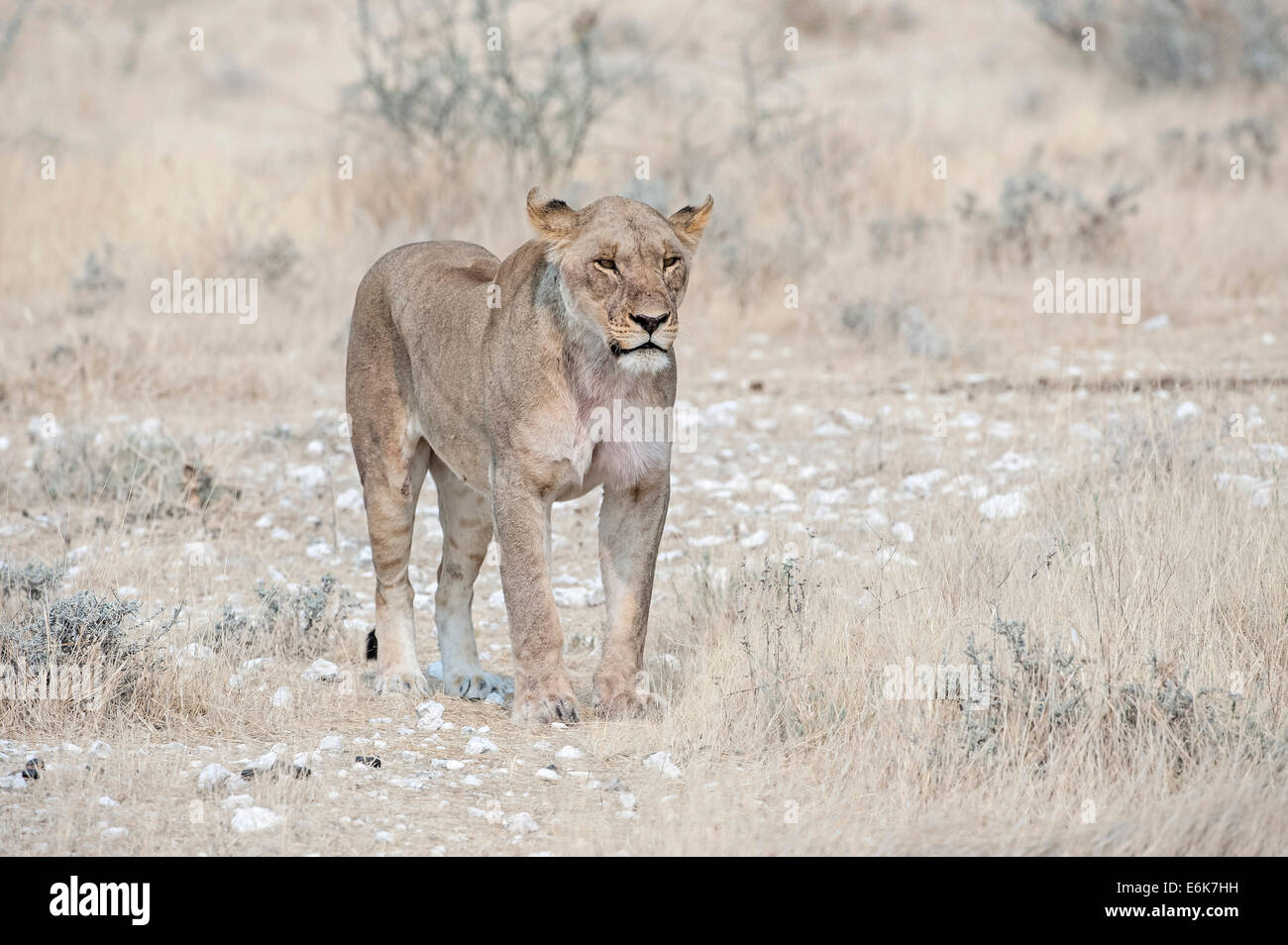 León (Panthera leo), para adultos, de pie en la tierra rocosa, el Parque Nacional de Etosha, Namibia Foto de stock