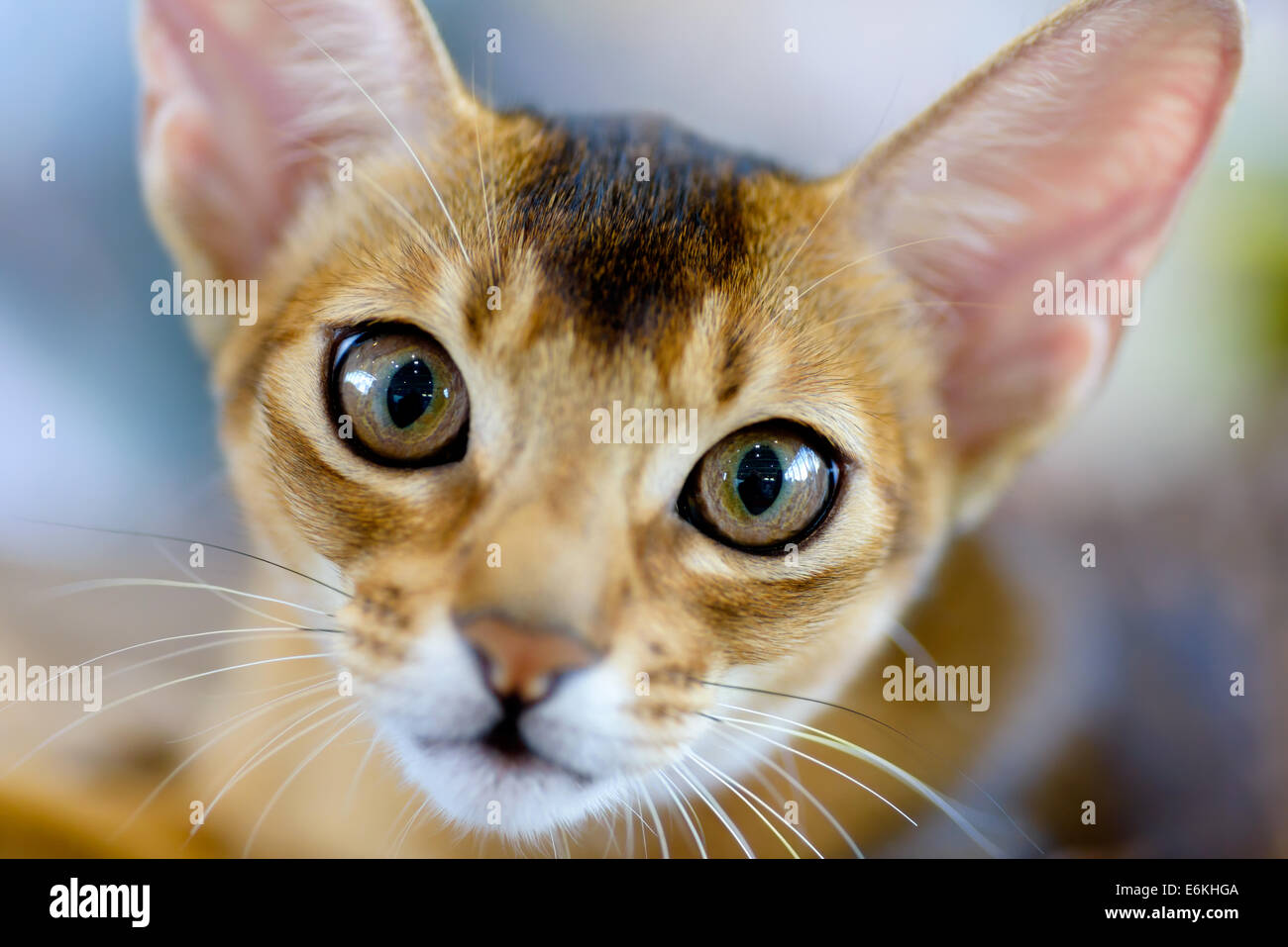 Animales: close-up retrato de joven gato abisinio Foto de stock