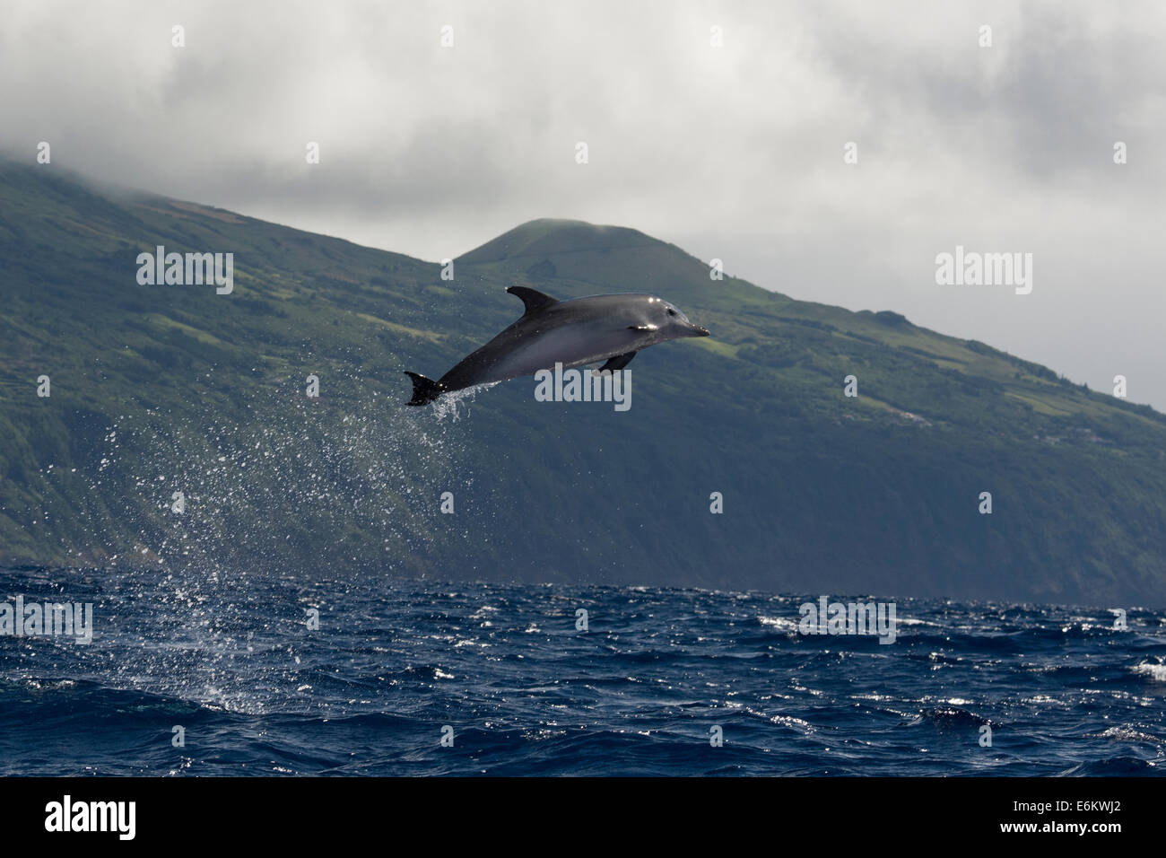 Delfines moteados del Atlántico (Stenella frontalis), incumpliendo elevada en el aire, con el pico en el fondo, de las Azores, el Océano Atlántico. Foto de stock