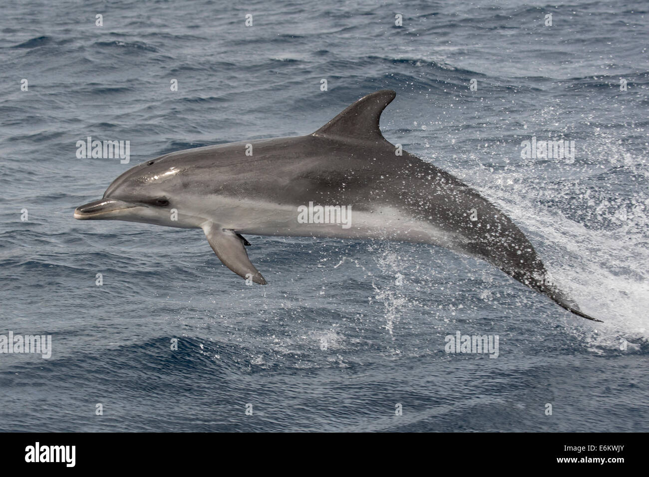 Delfines moteados del Atlántico (Stenella frontalis), porpoising a 18 nudos, Azores, Océano Atlántico. Foto de stock