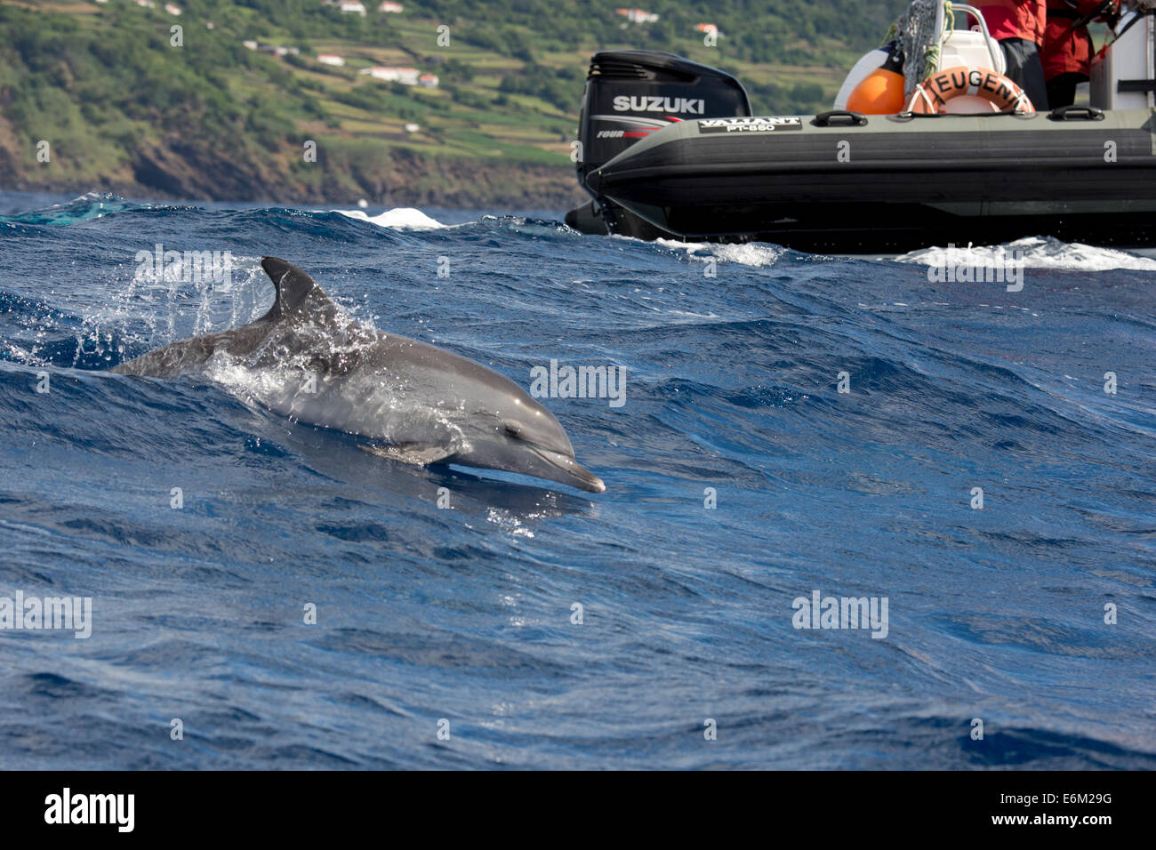 Los turistas observan un delfín moteado Atlántico (Stenella frontalis) durante un viaje de avistamiento de cetáceos. Azores, el Océano Atlántico. Foto de stock