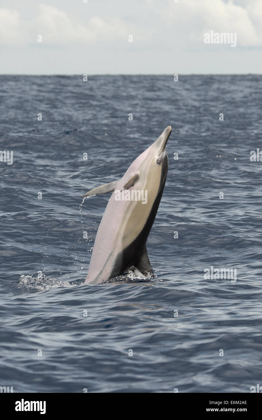 Corto-Picuda, Delfín Común Delphinus delphis, back-flip, Azores, Océano Atlántico. Foto de stock