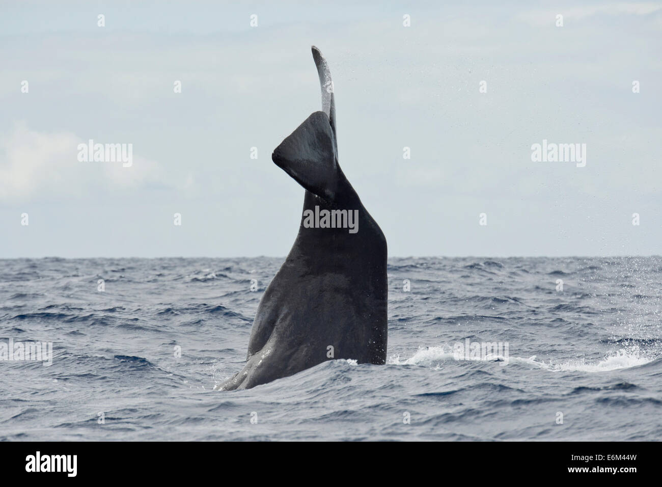 Cachalote, Physeter macrocephalus, lob-en la superficie de siembra. Azores, el Océano Atlántico. Foto de stock