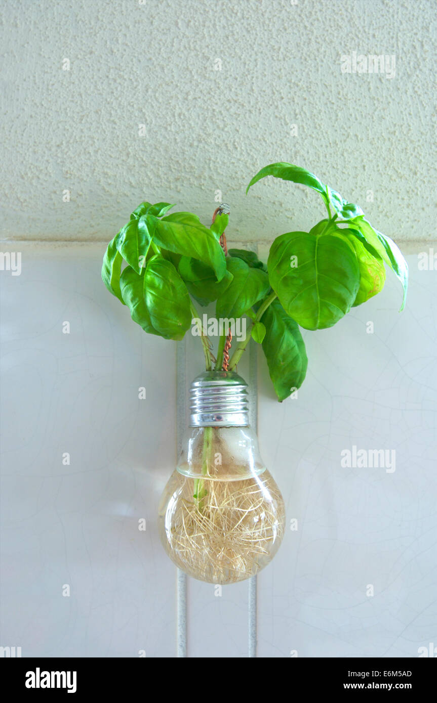 La hierba albahaca creciendo en un reciclado de bombillas y colgado en la pared de la cocina Foto de stock