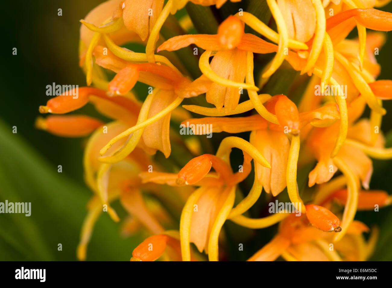 Cerca del pico de la flor del Edward Needham seleccionado ginger lily, Hedychium densiflorum 'Grabado' Hoja Foto de stock