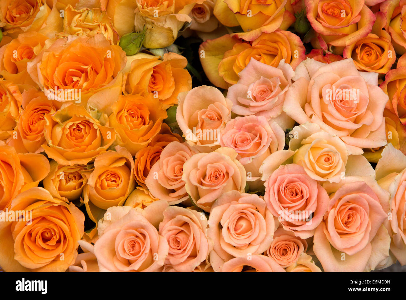 Grupo de rosa y rosas naranjas Foto de stock