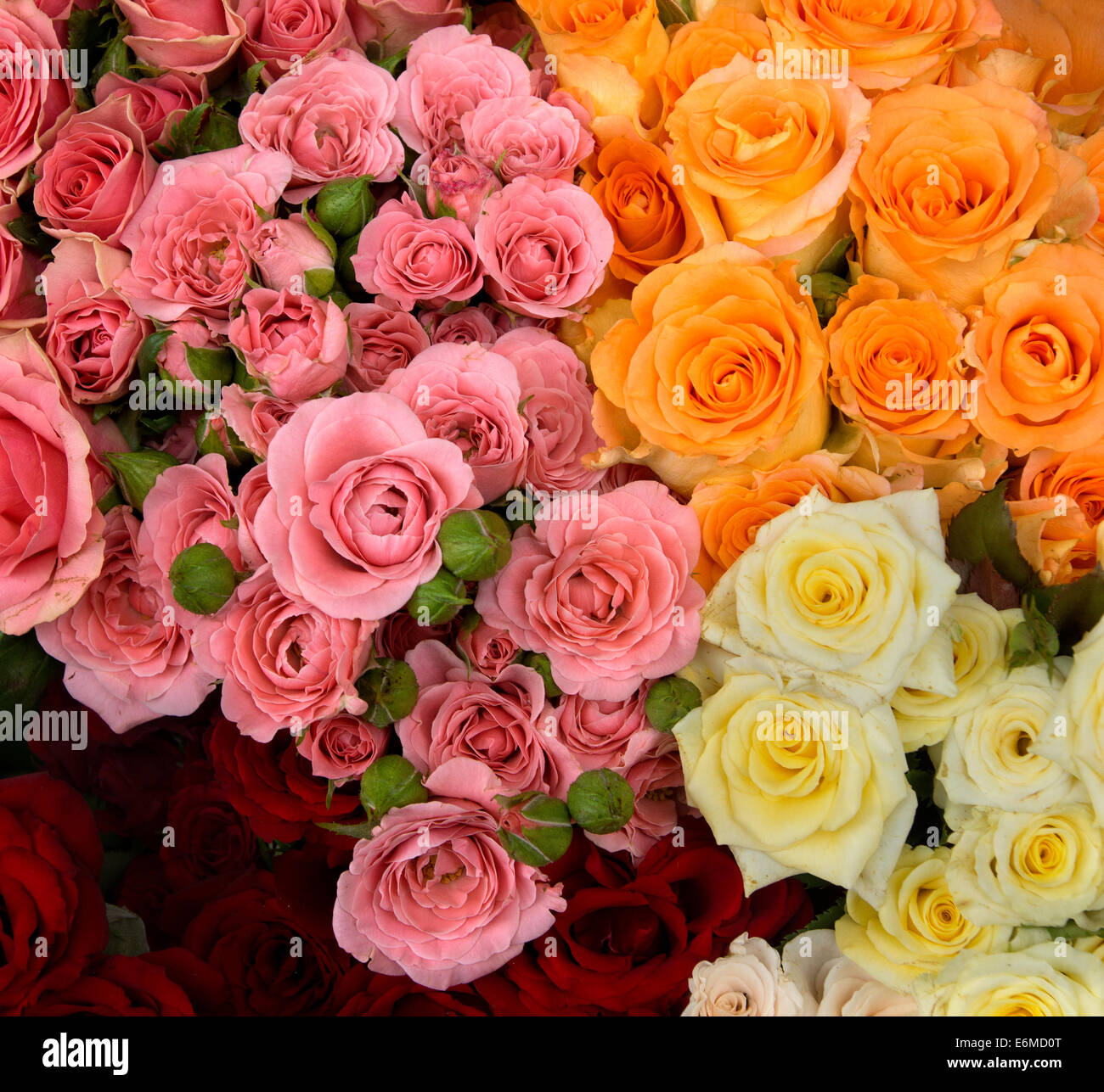 Rosas rojas rosa amarillo naranja blanco fotografías e imágenes de alta  resolución - Alamy