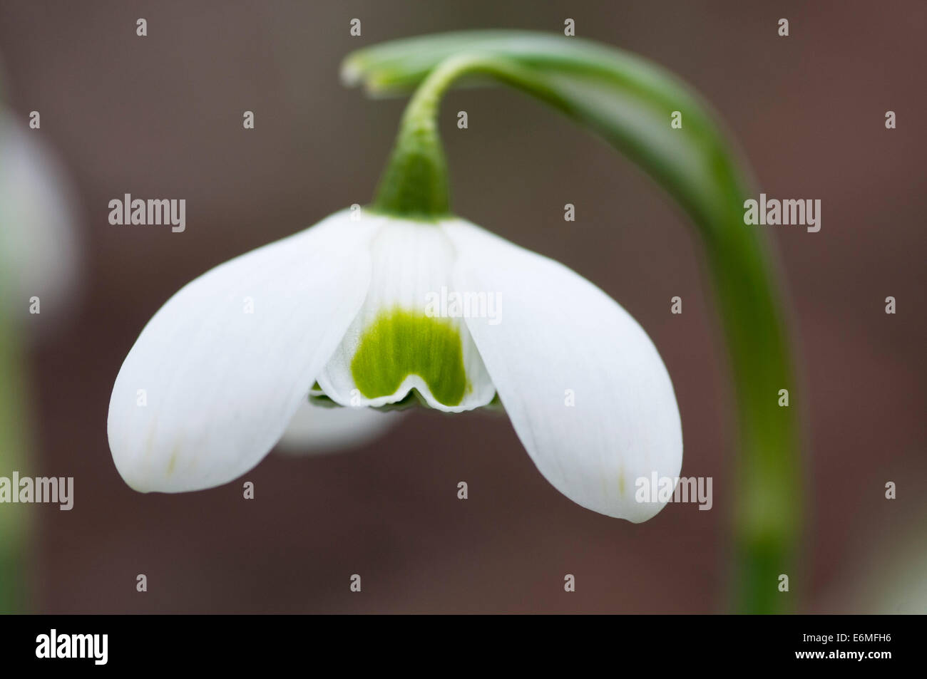 Galanthus hippolyta fotografías e imágenes de alta resolución - Alamy