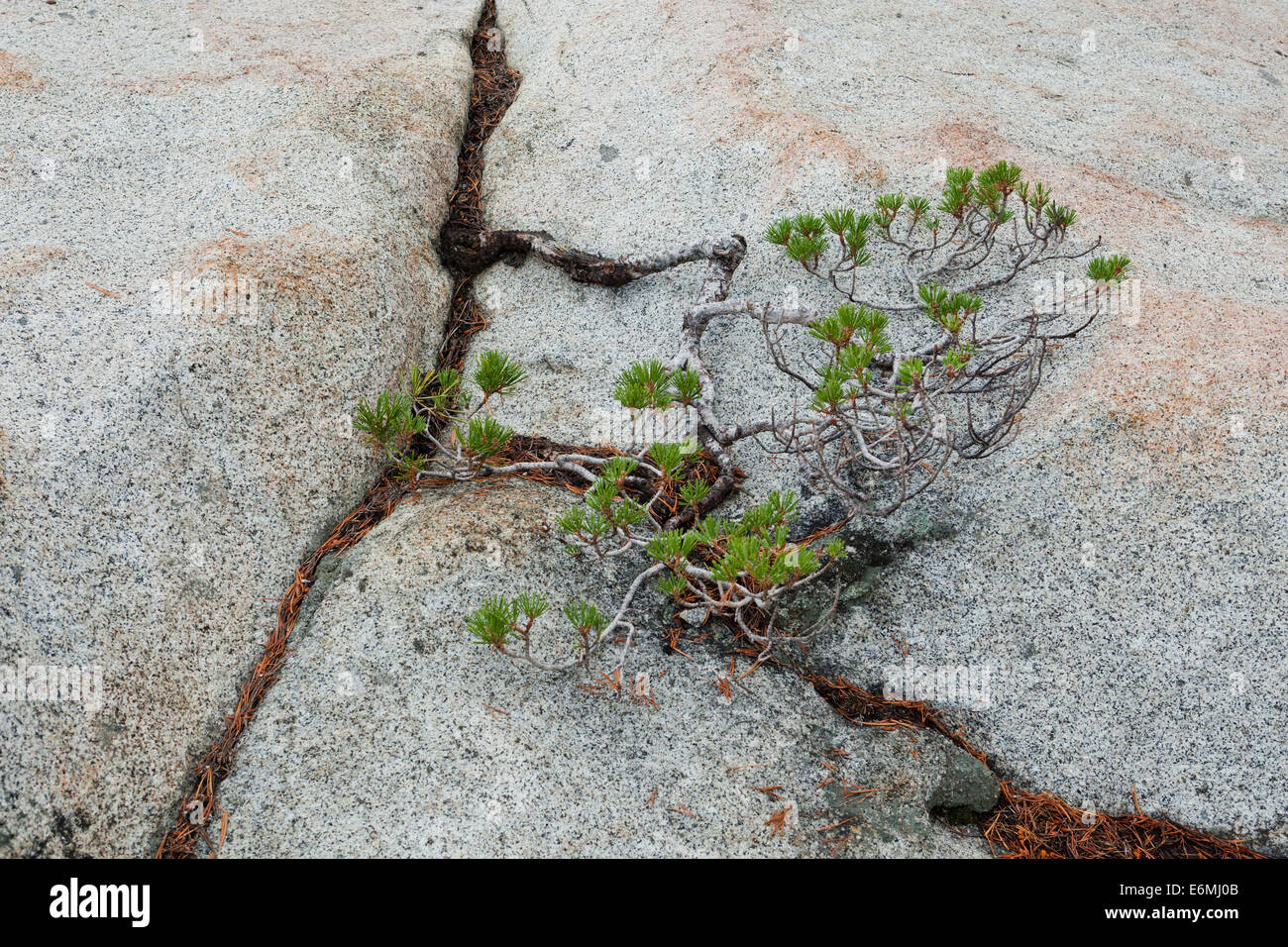 Pino Ponderosa joven (Pinus ponderosa), creciendo en una grieta de una roca, en la Sierra Nevada - California USA Foto de stock