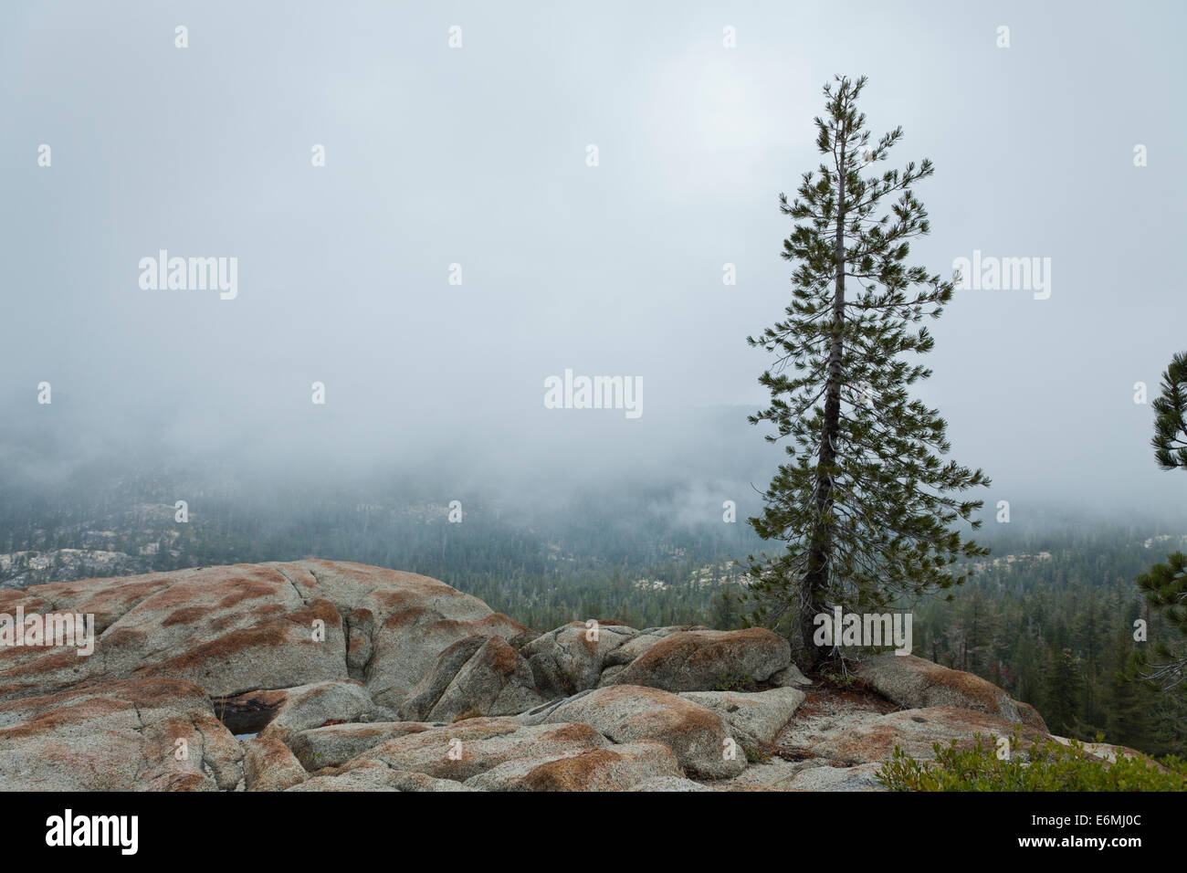 Pino Ponderosa (Pinus ponderosa) en Sierra Nevada - California USA Foto de stock