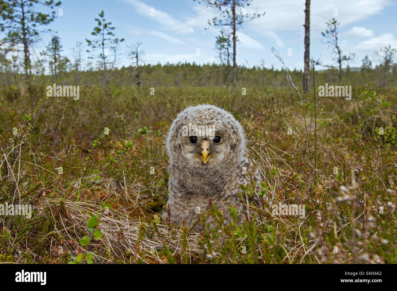 Búho Ural (Strix uralensis) owlet en la taiga, Escandinavia Foto de stock