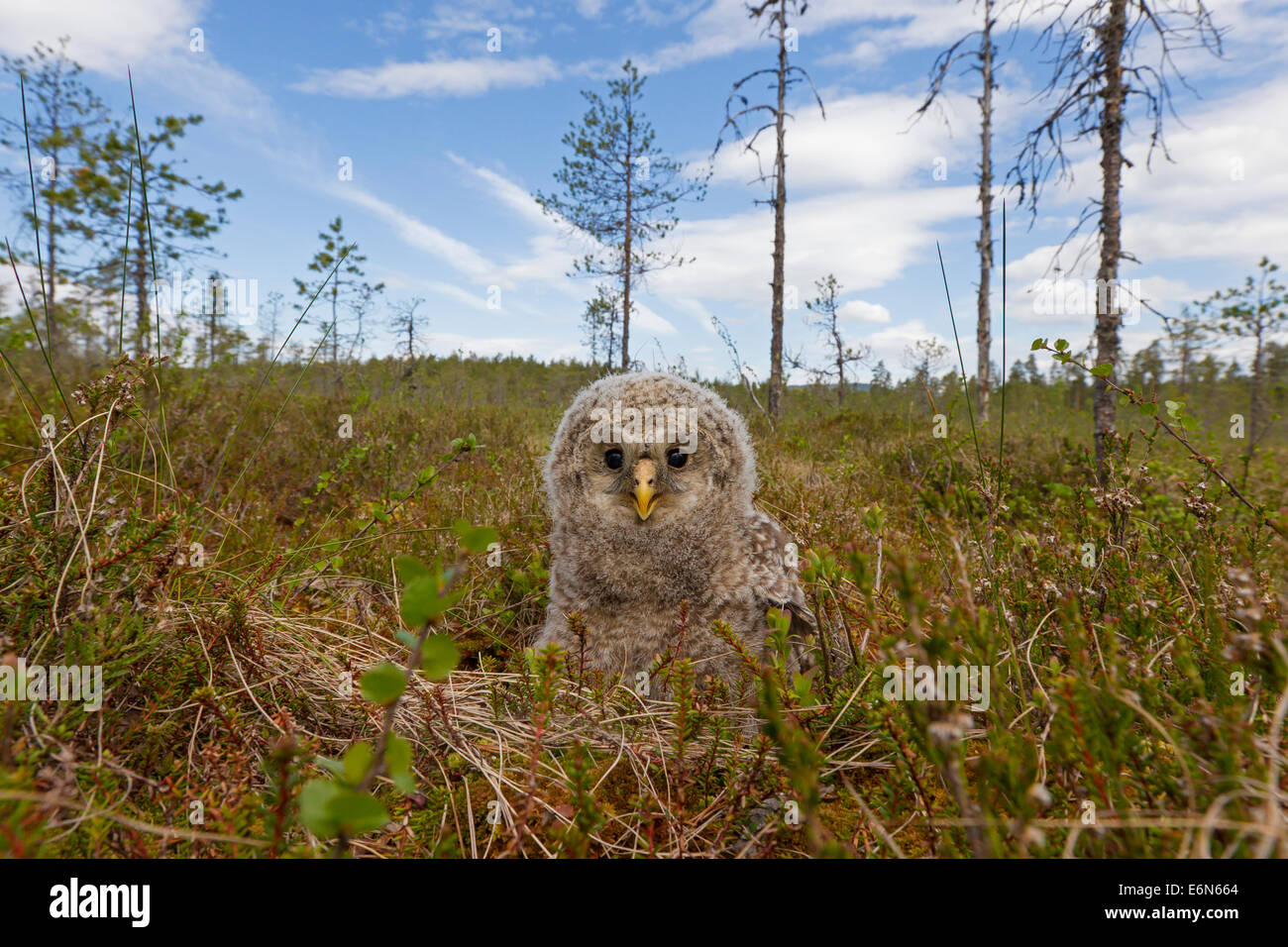 Búho Ural (Strix uralensis) owlet en la taiga, Escandinavia Foto de stock