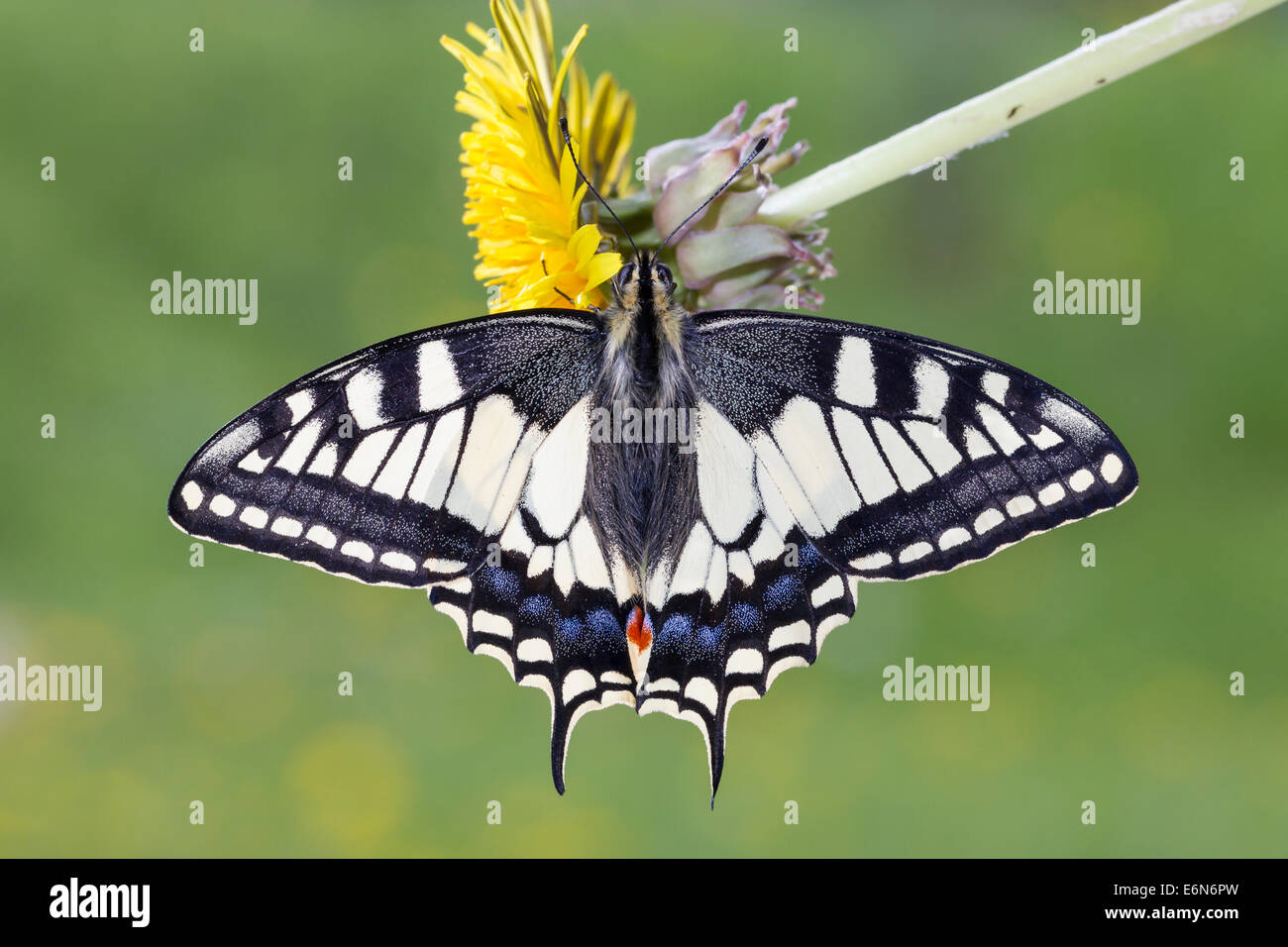 Swallowtail amarillo común del Viejo Mundo ESPECIE especie Papilio machaon schwalbenschwanz Foto de stock