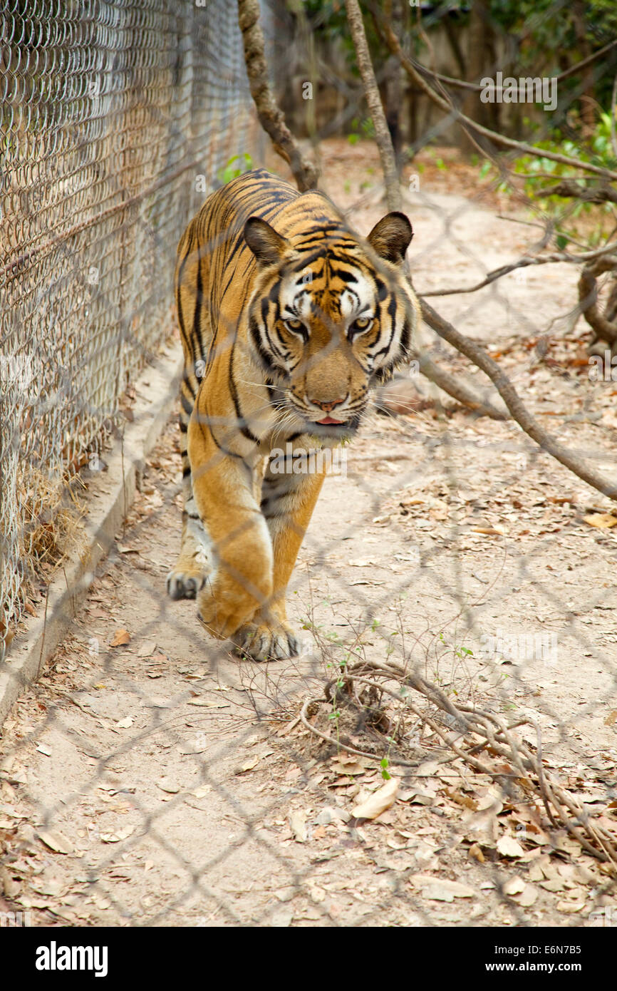 Camboya Sudeste Asiatico Phnom Tamao El Zoologico Los Jardines Zoologicos Centro De Rescate De Fauna Silvestre Animales Salvajes En La Jaula Grandes Felinos Tigre Fotografia De Stock Alamy