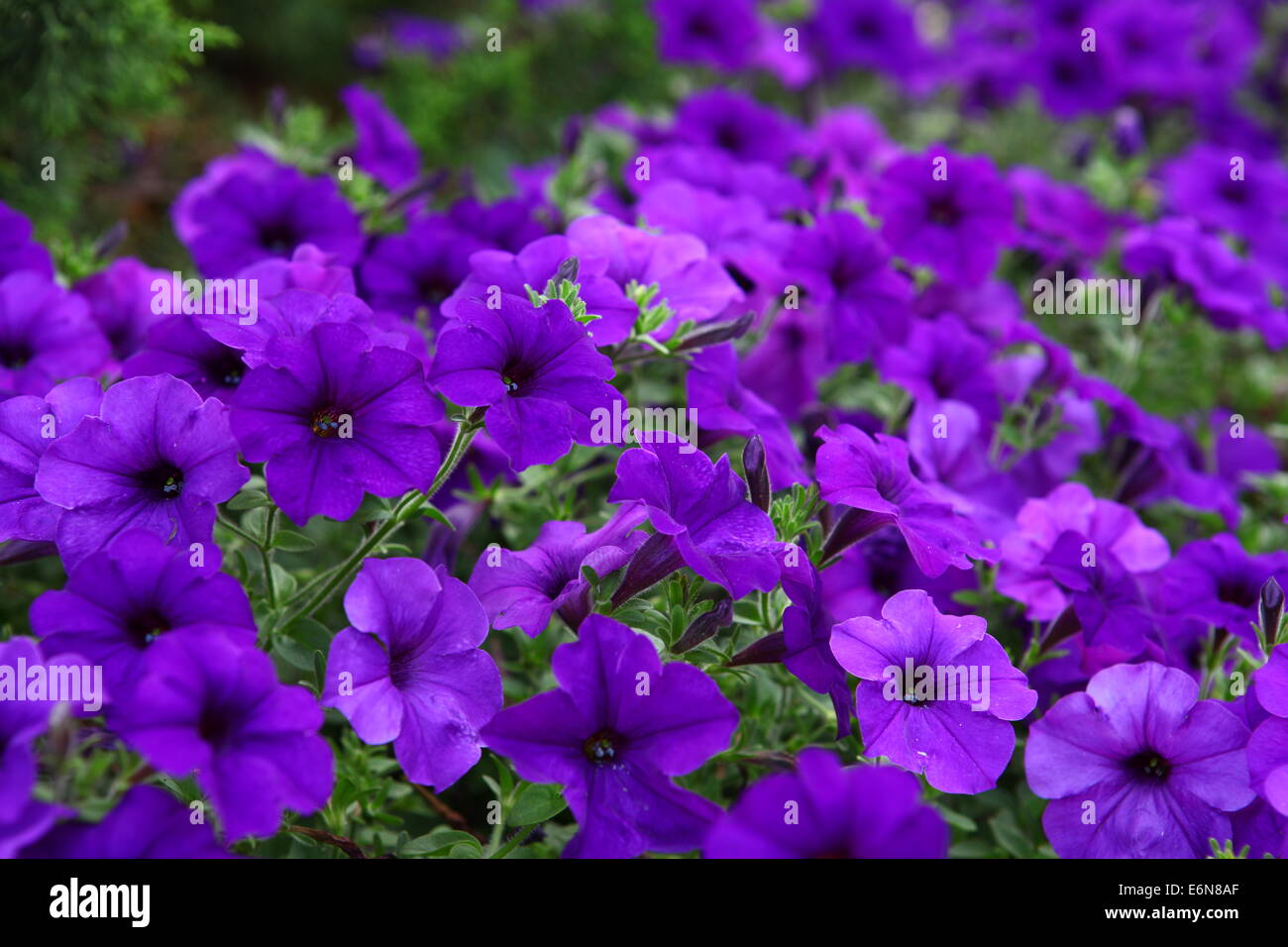 Petunia morada fotografías e imágenes de alta resolución - Alamy