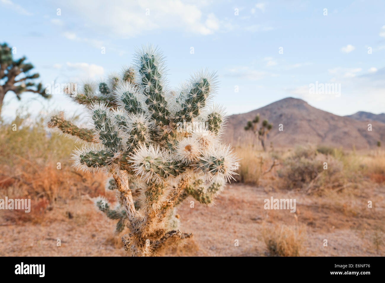 Cholla cactus cerca - el desierto de Mojave, California, EE.UU. Foto de stock