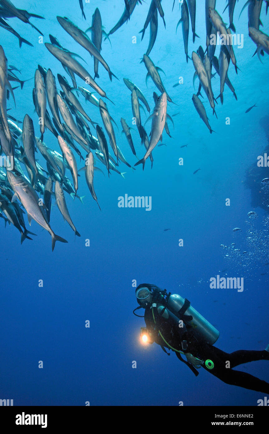 Scuba Diver antorcha meridiana por una escuela de peces, Sipadan Island, Borneo, Malasia Foto de stock