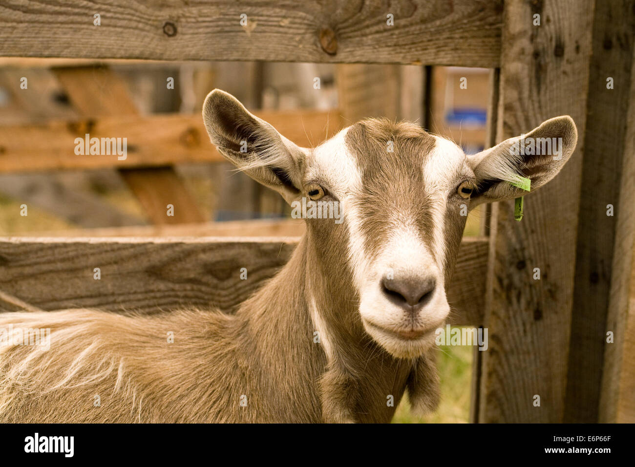 Capra aegagrus hircus. Domesticada utilizada para la producción de leche de cabra en un show agrícola. Foto de stock