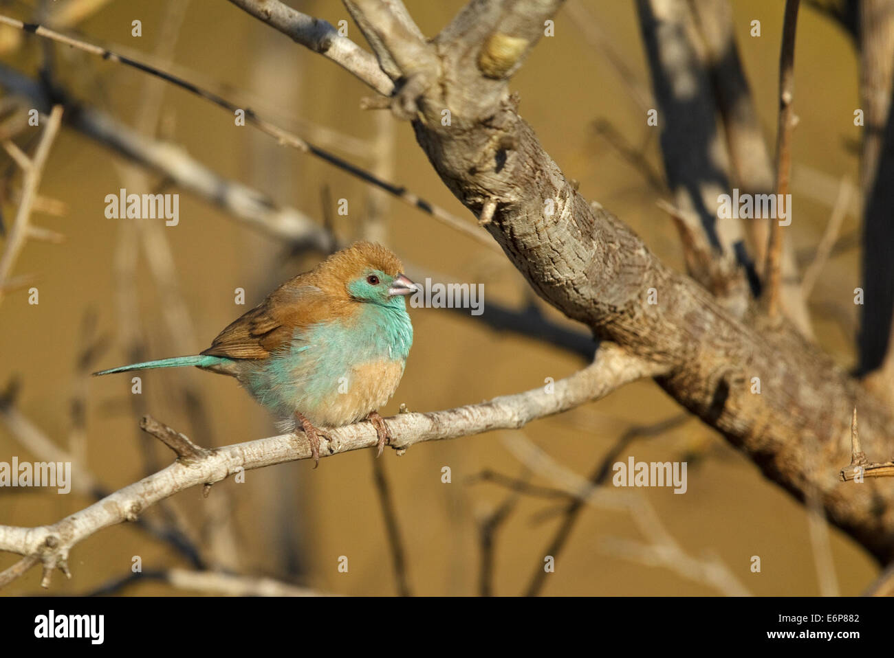 Azul (Waxbill niassensis Uraeginthus angolensis ssp.), Macho encaramado sobre la ramita, Estrildidae Foto de stock