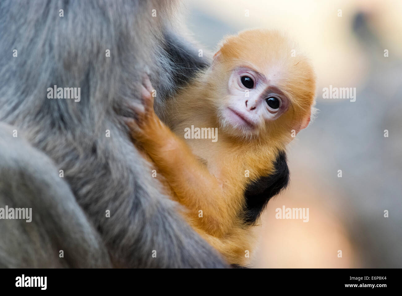 Una madre de hojas negruzcas mono y su bebé amarillo Foto de stock