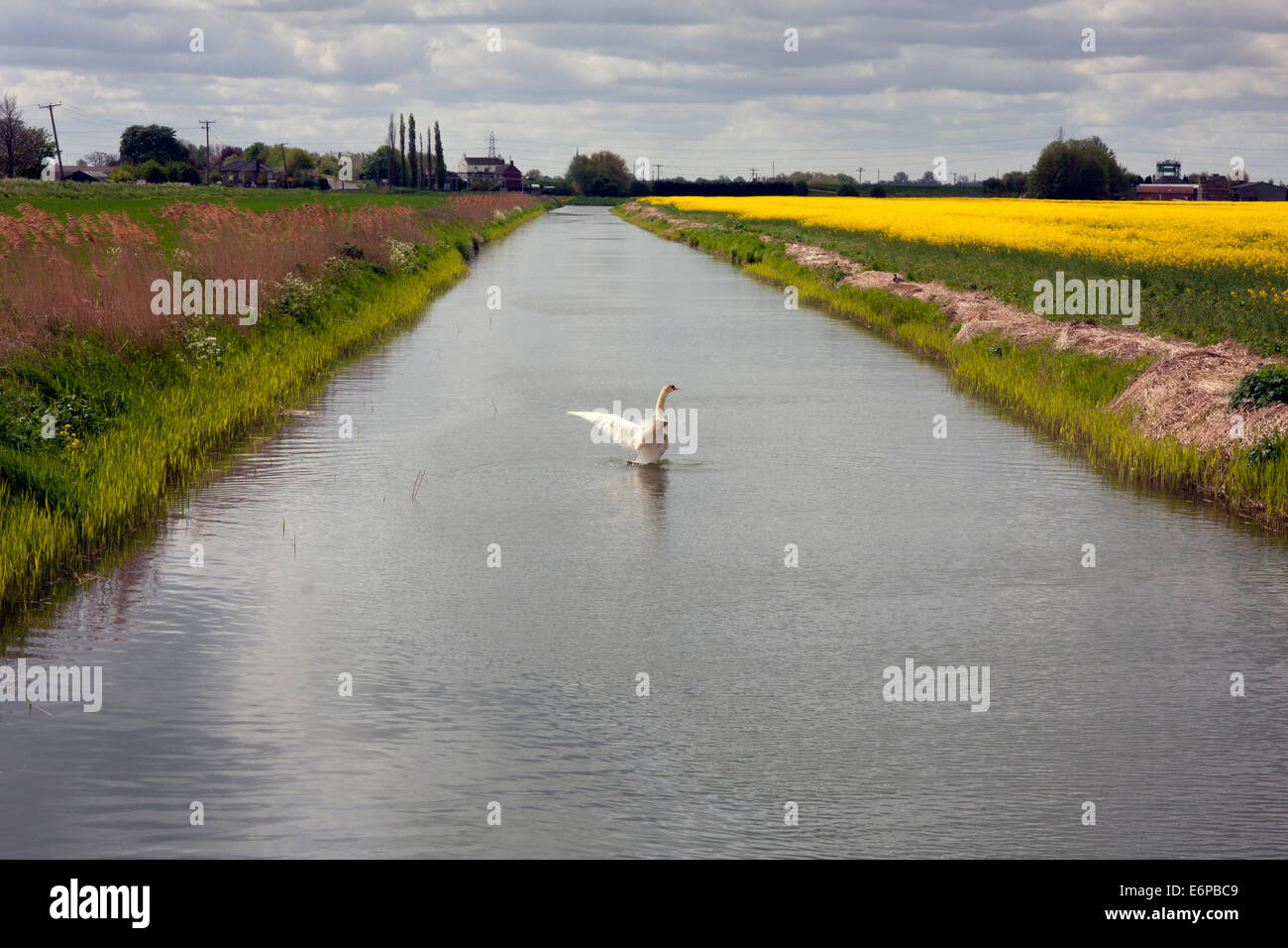 Cisne sobre el río Nene, Northside, Whittlesey, Lincolnshire Foto de stock