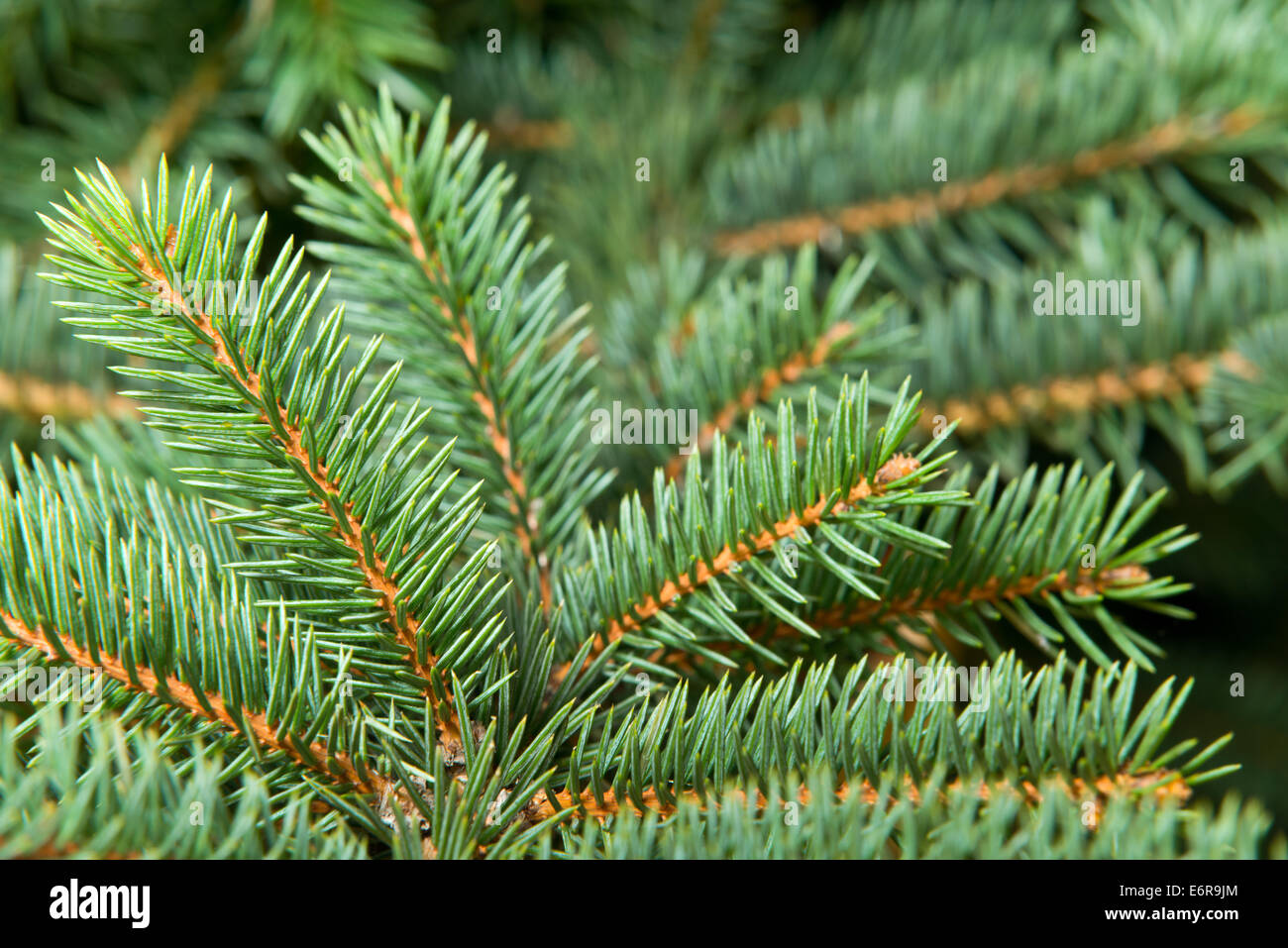 Un detalle de árbol de Navidad sin adornos Foto de stock