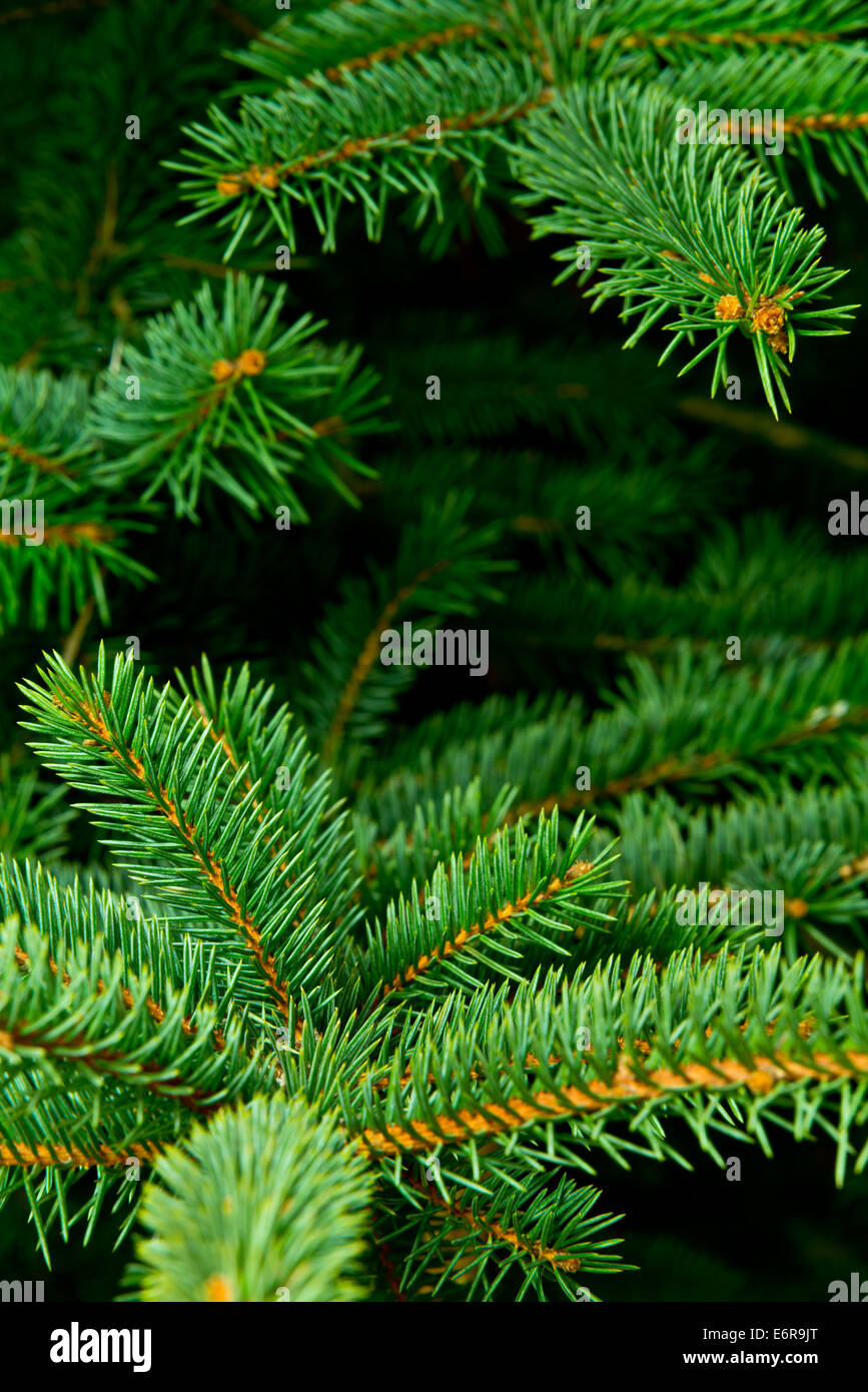 Un detalle de árbol de Navidad sin adornos Foto de stock
