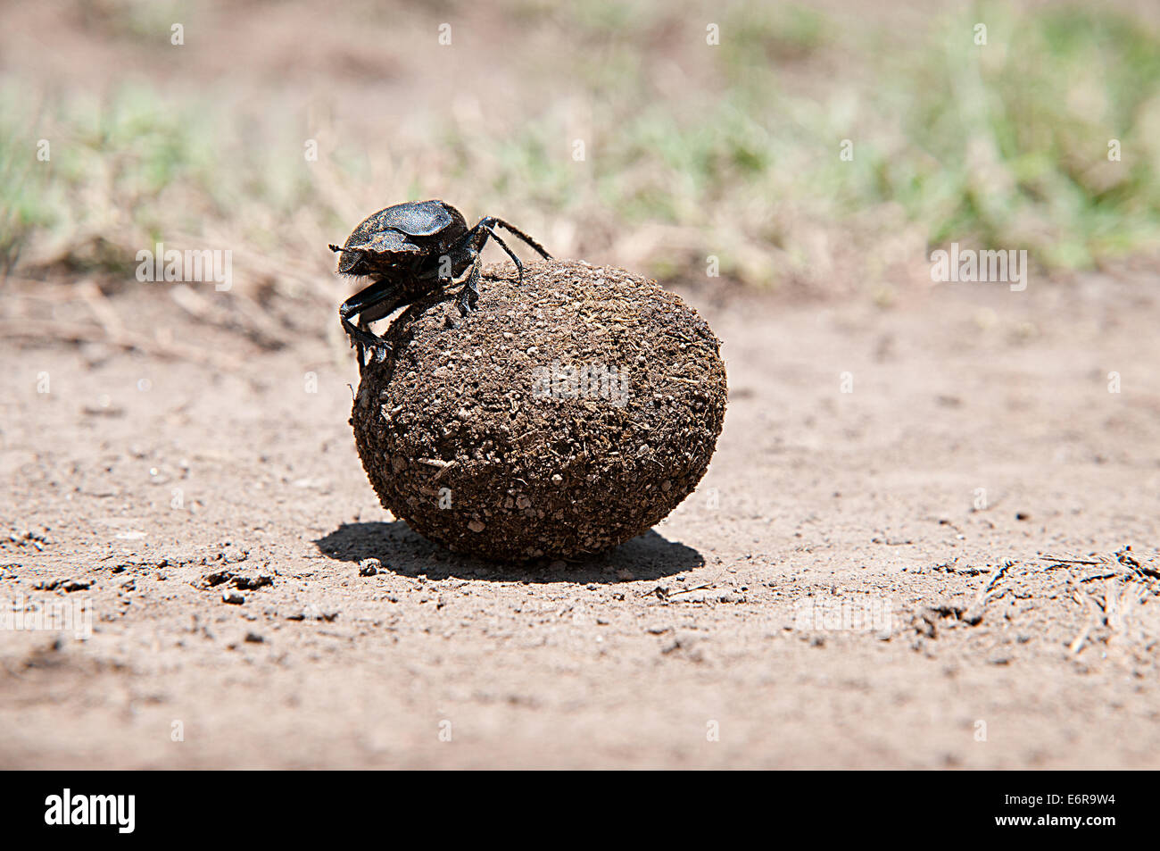 Bola rodante de escarabajos de estiércol las heces en el Parque Nacional lago Nakuru Kenia África Oriental Foto de stock