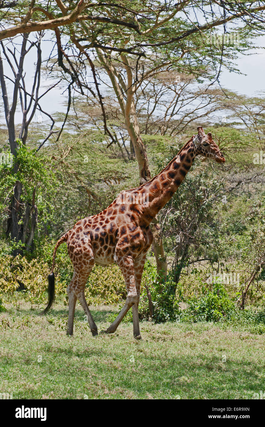 Jirafa de Rothschild caminando a través de bosques de acacia en el Parque Nacional lago Nakuru Kenia África Oriental Foto de stock