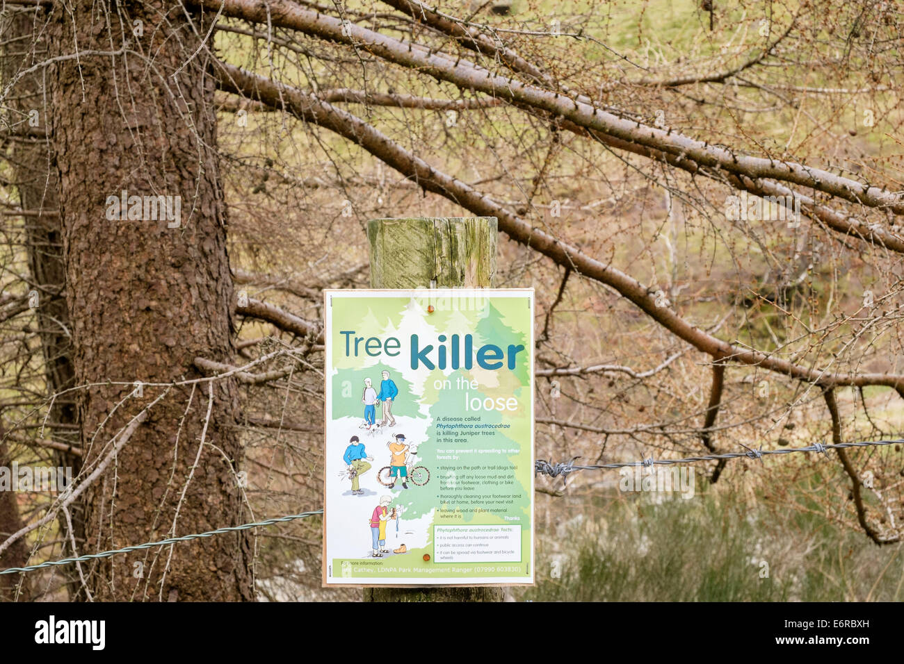 Señal de advertencia asesino árbol Phytophthora austrocedrae enfermedad matando sabinas en Lake District National Park Inglaterra Foto de stock
