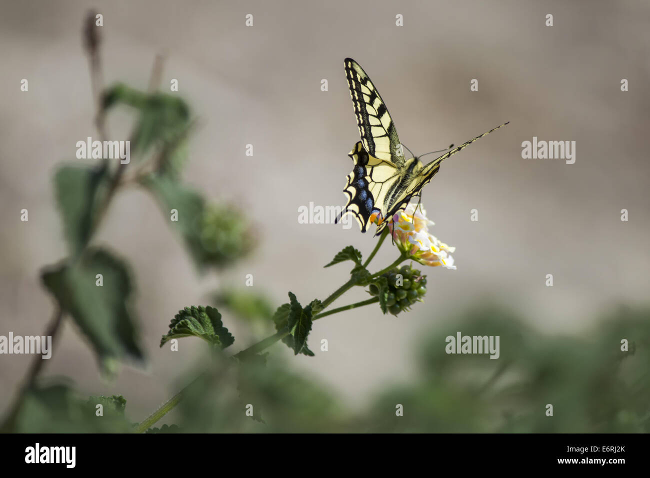 La especie Papilio machaon, Foto de stock