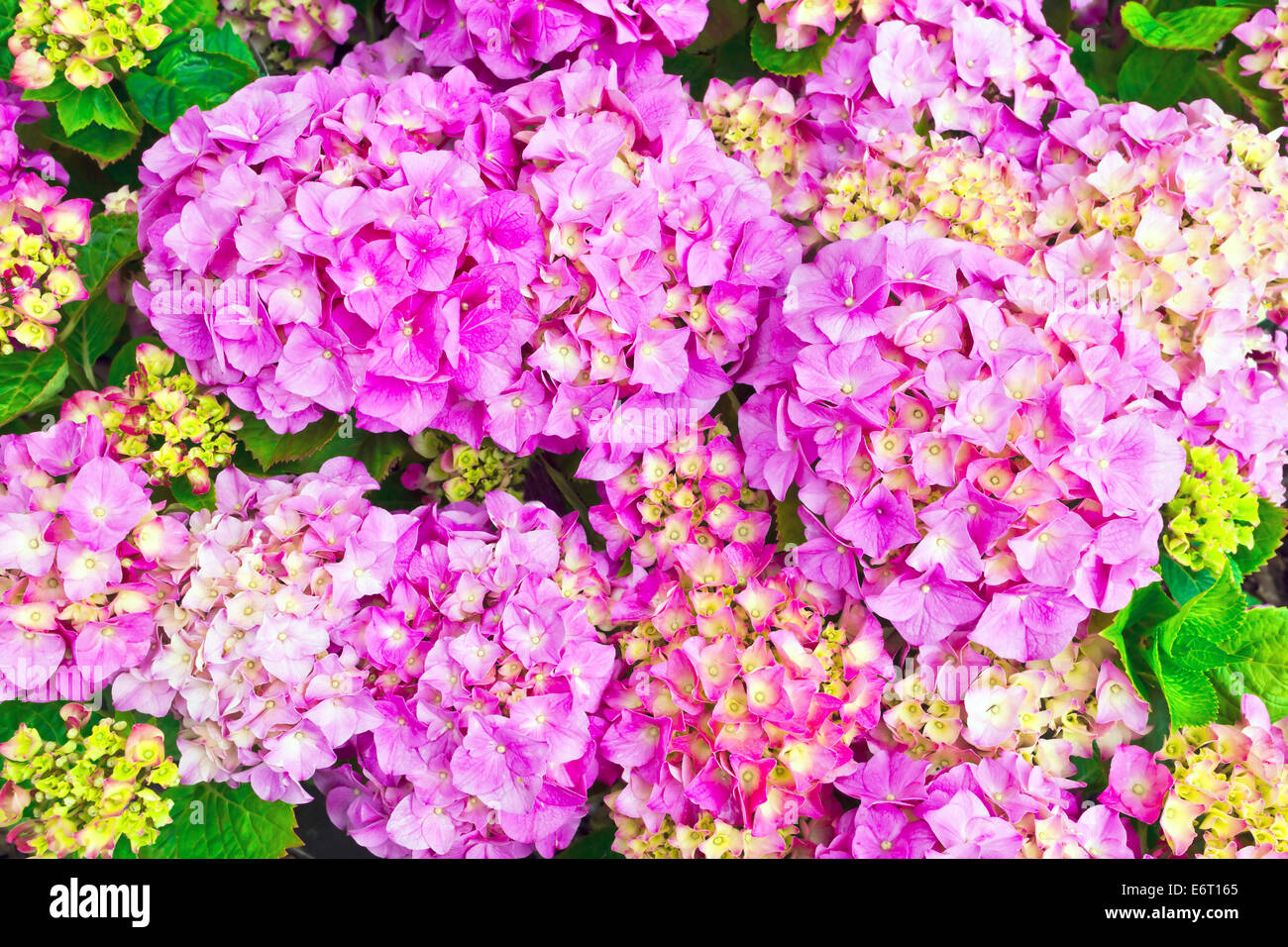 Rosa hortensia cabezas de flores de cerca. Foto de stock