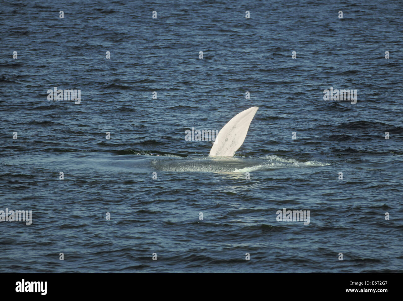 La ballena azul (Balaenoptera musculus Foto de stock