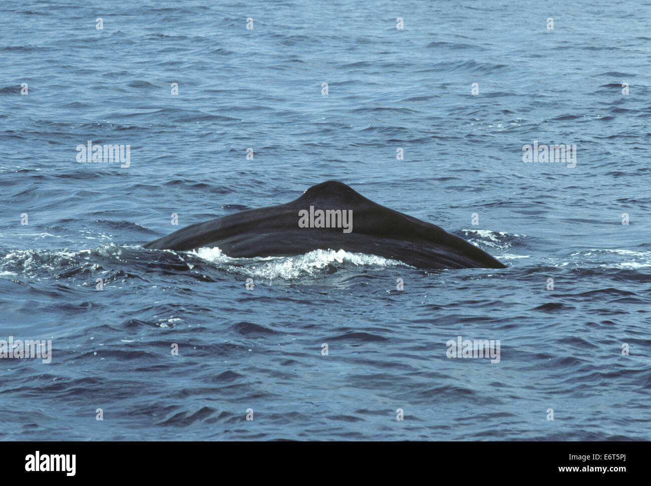 Cachalote (Physeter macrocephalus Foto de stock