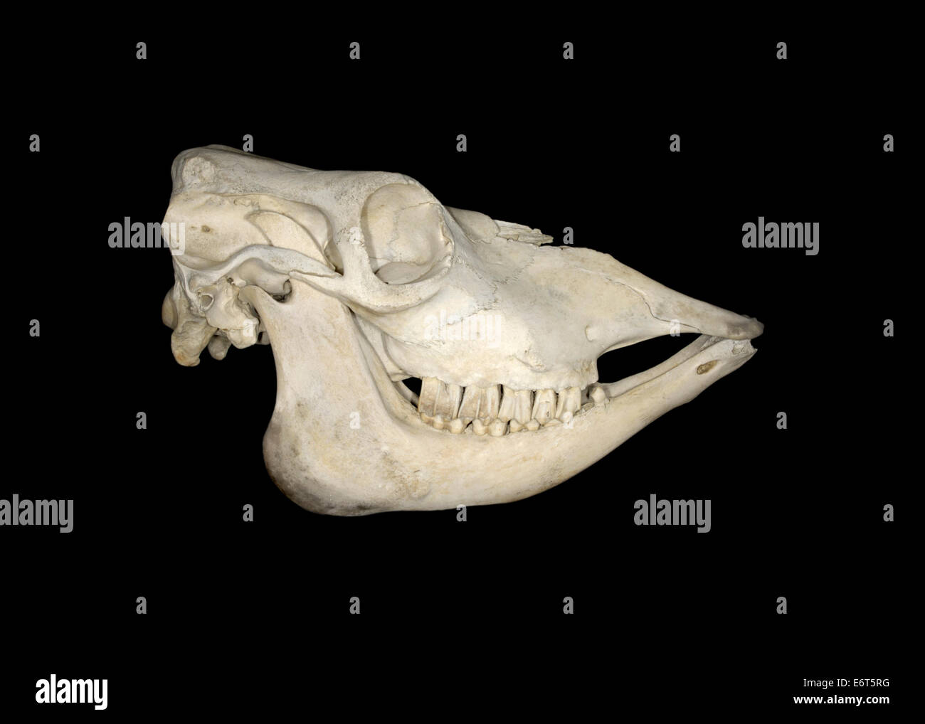 Cráneo - Ganado Bos primigenius Foto de stock