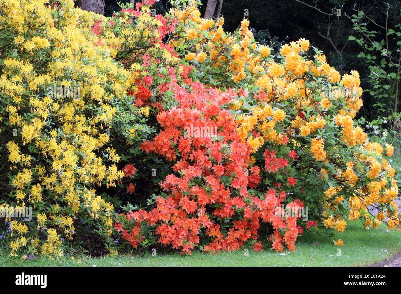 Azaleas flores flores primavera verano lila pálido amarillo rojo naranja  mandarina Fotografía de stock - Alamy