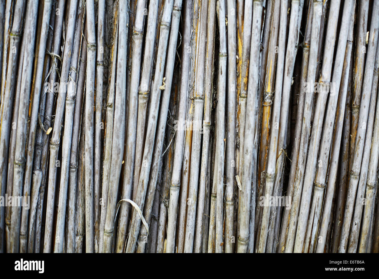 Captura de color horizontal de algunos de caña seca Fotografía de stock -  Alamy