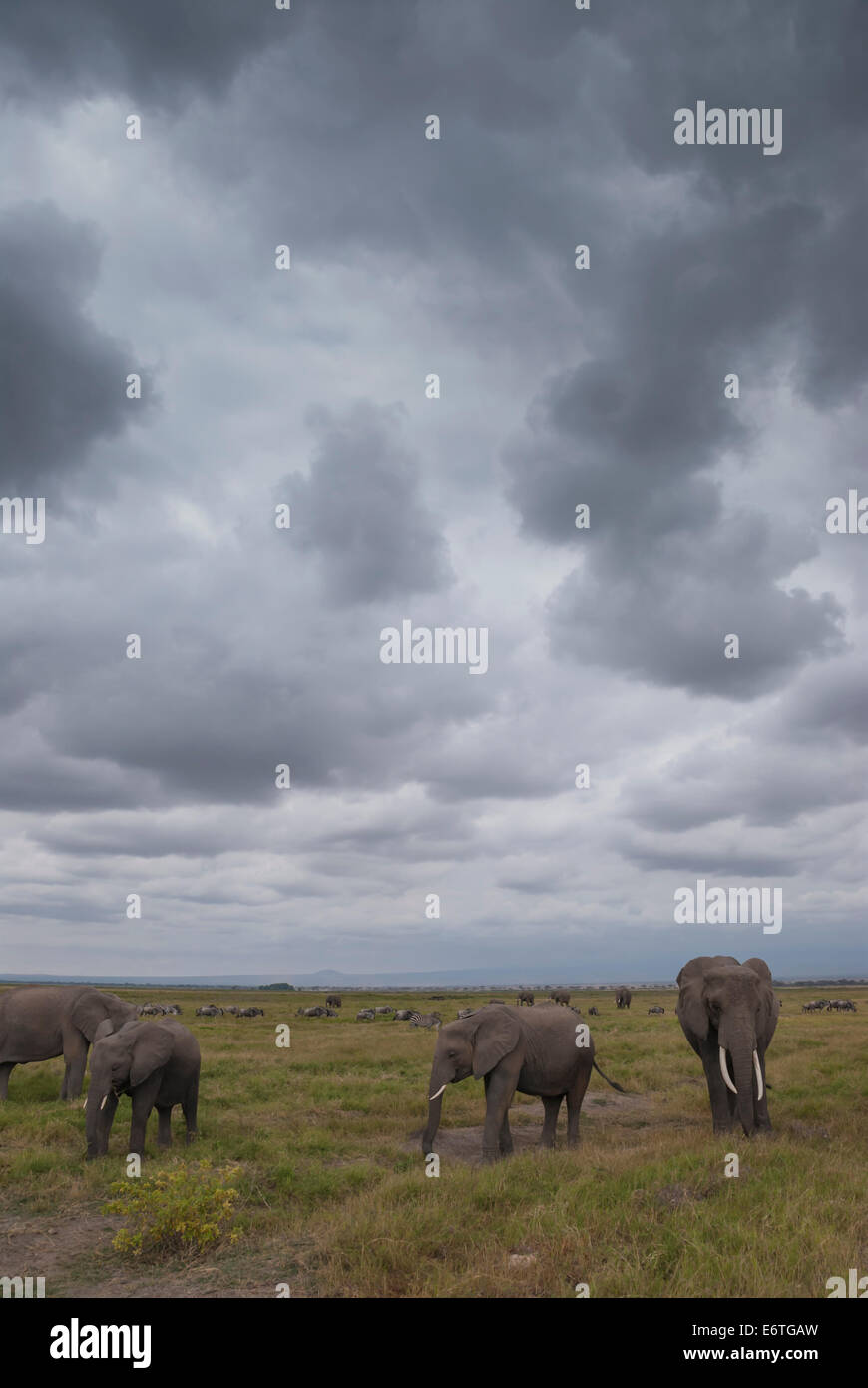 Los elefantes pastando en la Sabana. Foto de stock