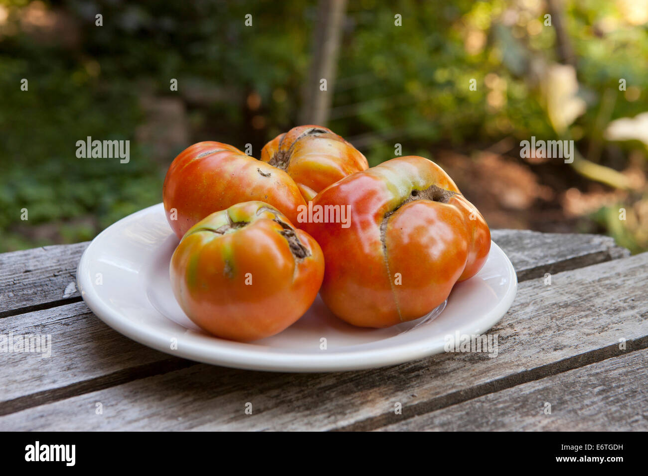 Zippering tomates dañados en dish - EE.UU. Foto de stock