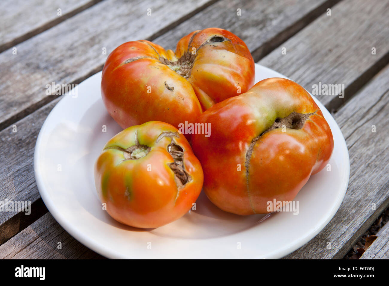 Zippering tomates dañados en dish - EE.UU. Foto de stock