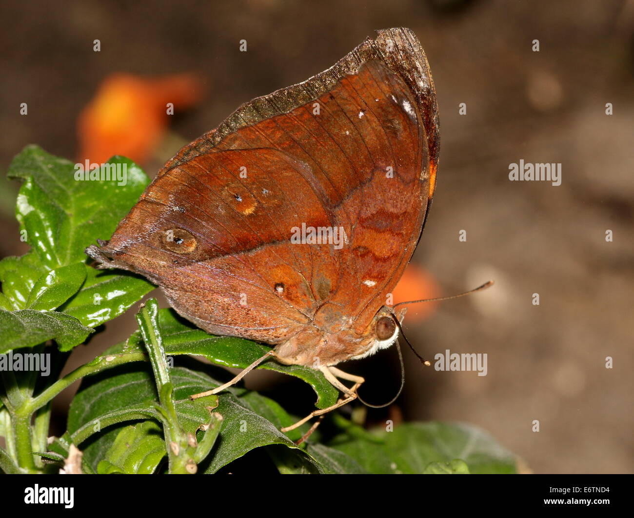 Hoja de Otoño asiático alias (Australia) Leafwing butterfly (Doleschallia bisaltide) Foto de stock
