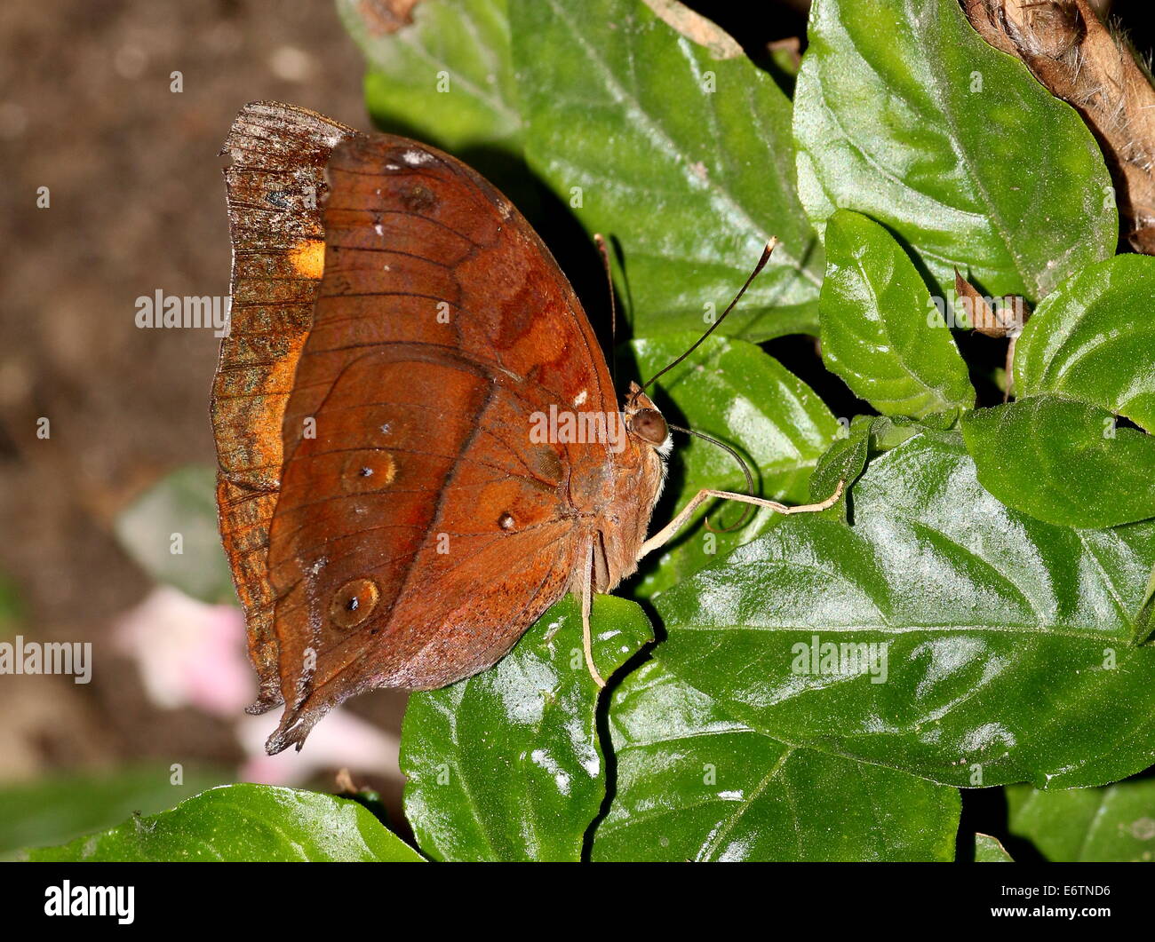 Hoja de Otoño asiático alias (Australia) Leafwing butterfly (Doleschallia bisaltide) Foto de stock