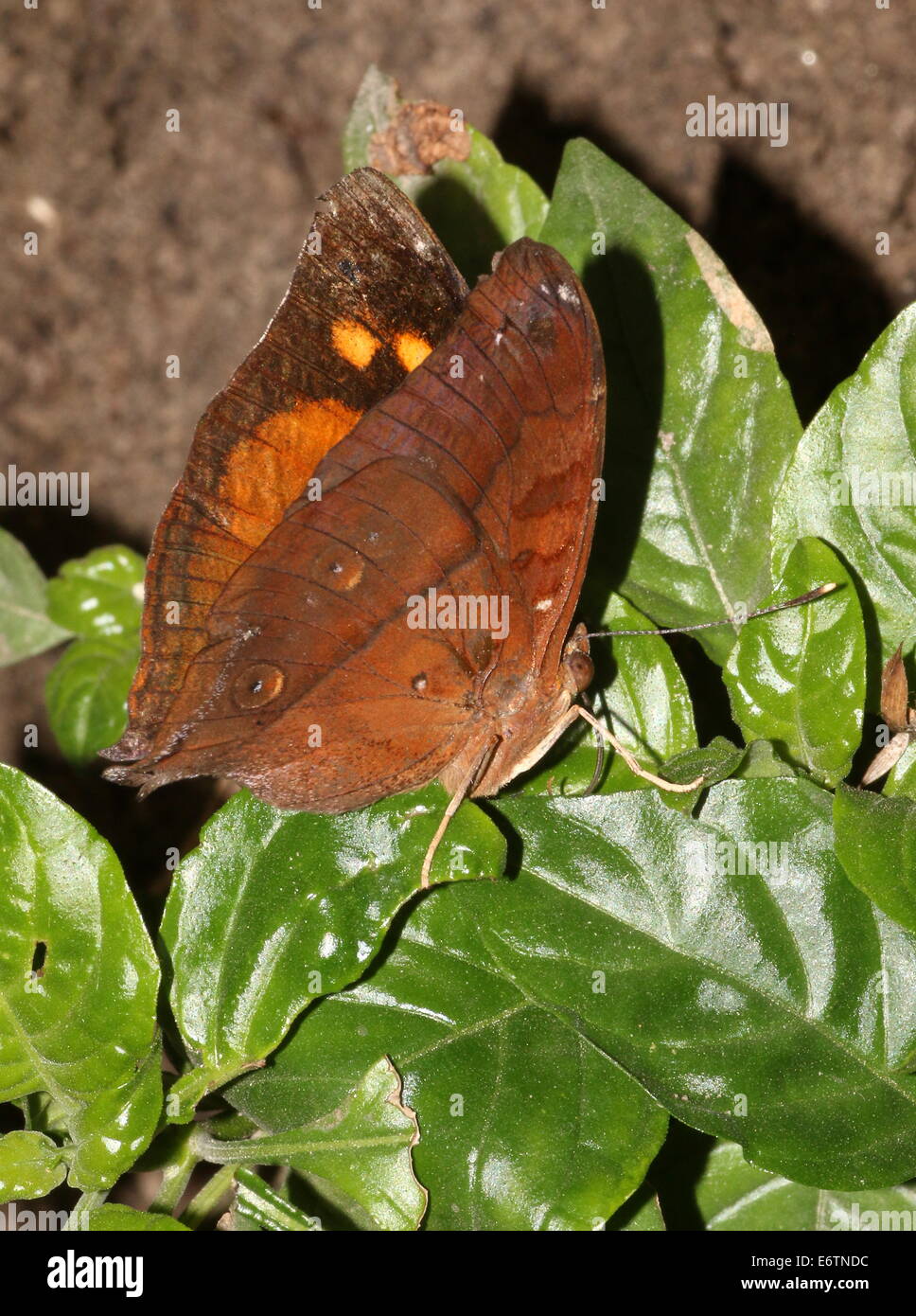 Hoja de Otoño asiático alias (Australia) Leafwing butterfly (Doleschallia bisaltide) Foto de stock