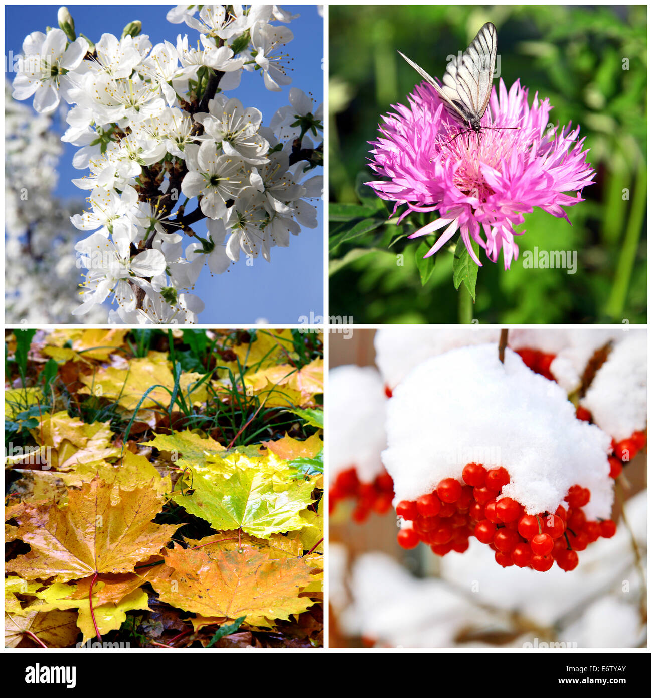 Four Seasons collage - primavera, verano, otoño e invierno Foto de stock