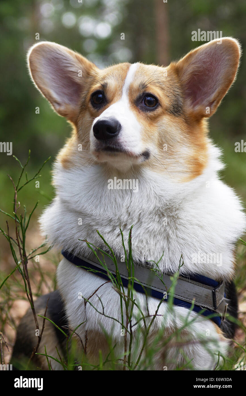 Welsh Corgi Pembroke Foto de stock